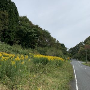 黄色の花々が並ぶルート風景に＠グリーンふるさとライン