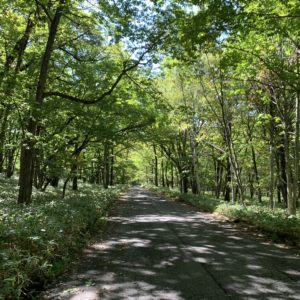 山王林道終盤、いけてる林間コースに