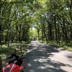 山王林道のラスト、美しい林間2車線コース