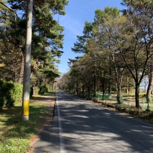 穂高駅手前の木立がさわやかなロード風景