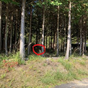 安曇野にてニホンザルを発見!