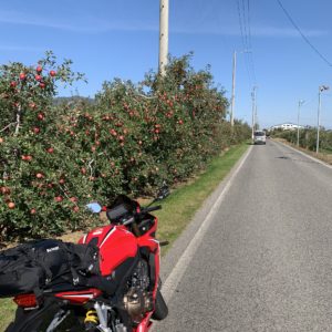 リンゴ園が立ち並ぶ日本アルプスサラダ街道の風景withCBR650R