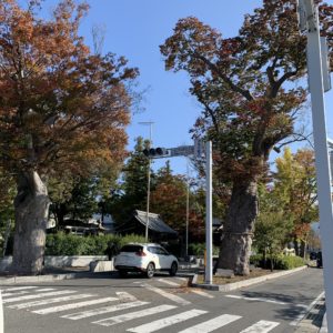 松本城北側の古木が立ち並ぶ道路