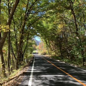 爽やかな木立ルートr326