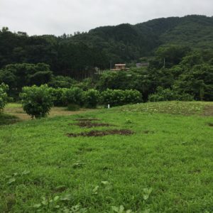 夏の緑あふれる秩父の風景2
