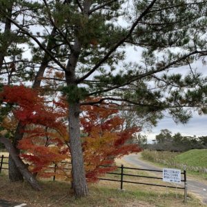 霞ヶ浦の和田公園で見つけた小さな紅葉
