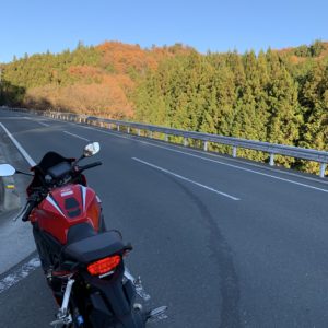 冬だけど緑メインの秩父の山林withCBR650R