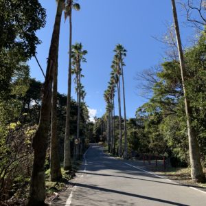 城ケ崎海岸手前の南国風なロード~