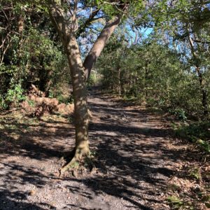 雰囲気のある城ケ崎ピクニカルコース