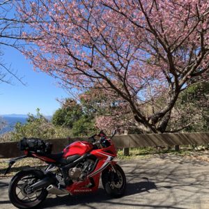 河津桜がひと際きれいな「夕映えの丘」with CBR650R