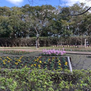 江島神社のきれいな花壇ショット