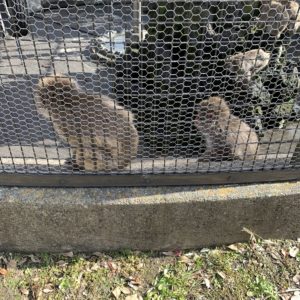 逗子披露山公園のニホンザルの子供たち