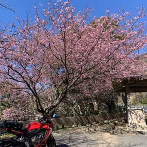 河津桜がひと際きれいな「夕映えの丘」with CBR650R③