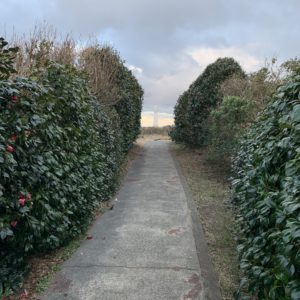 下田・爪木崎灯台に向かう道で最初に灯台を見えたポイント