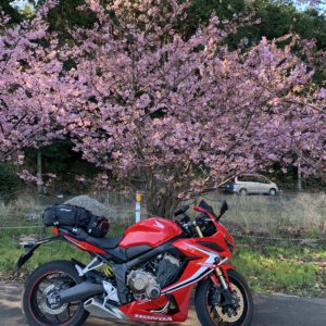 西伊豆r17の河津桜with CBR650R①