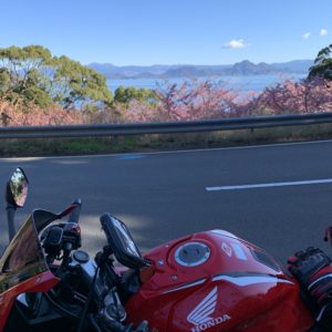 西伊豆r17の河津桜with CBR650R④