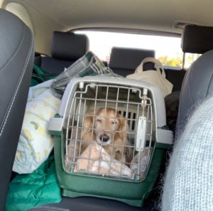 レジーナリゾート旧軽井沢への旅の車内の風景