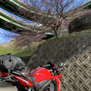 河津ループ橋と河津桜とCBR650R