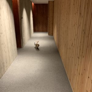 レジーナリゾート旧軽井沢館内うろうろの我が家のダックス②