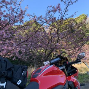 西伊豆r17の河津桜with CBR650R②