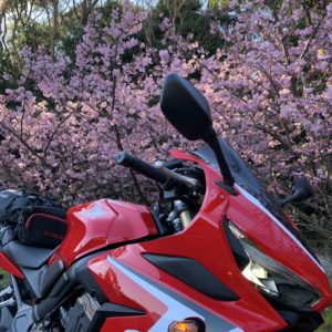 西伊豆r17の河津桜with CBR650R③