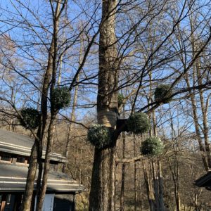 中軽井沢ハルニレテラスのクリスマスデコレーション②