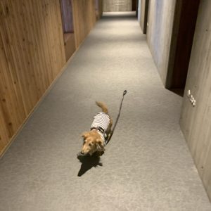 レジーナリゾート旧軽井沢館内うろうろの我が家のダックス③