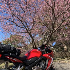 河津桜がひと際きれいな「夕映えの丘」with CBR650R②