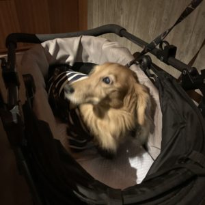 レジーナリゾート旧軽井沢のディナータイムwith ダックス