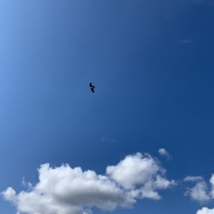 伊豆スカイライン・滝知山駐車場から見上げた空を自由に飛び回る鷹。。。