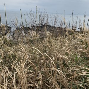 城ヶ島公園・旧安房埼灯台を目指し東へ