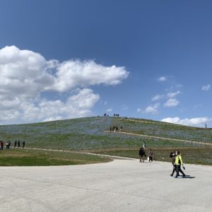 ひたち海浜公園・みはらしの丘へ②