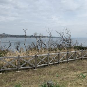 城ヶ島公園芝生エリア②