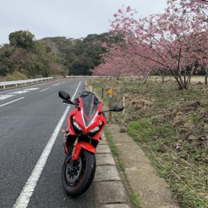 安房グリーンラインの河津桜with CBR650R②