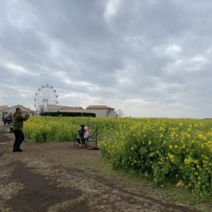 三浦半島・長井海の手公園の菜の花畑にてwith CBR650R②