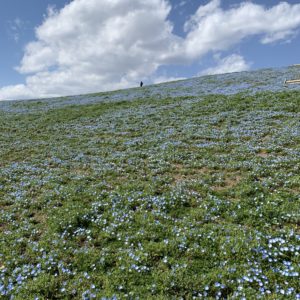 ひたち海浜公園・みはらしの丘三分咲きのネモフィラを眺める