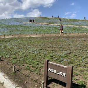 ひたち海浜公園・みはらしの丘へ③
