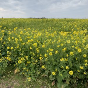 三浦半島・長井海の手公園の菜の花畑にて