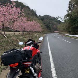 安房グリーンラインの河津桜with CBR650R