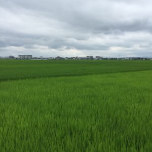 2019年の南古谷駅ほど近い田園エリアpic