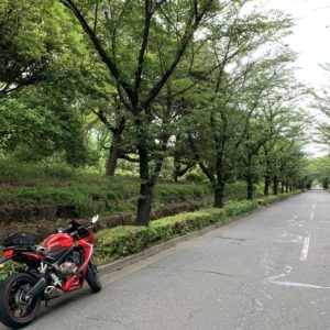 和光樹林公園の桜並木にてwith CBR650R②