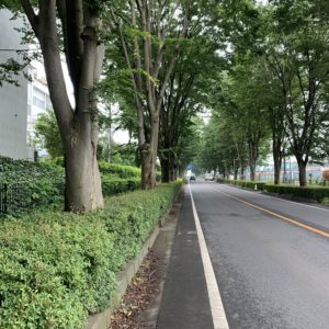 狭山環状道路の並木道にて