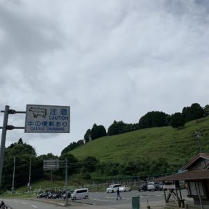 牛たちが道を横断するらしい看板