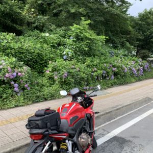 「道の駅果樹公園あしがくぼ」のささやかなあじさいたちwith CBR650R