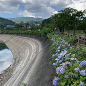 赤谷湖沿いに咲く紫陽花たち