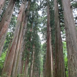 戸隠神社奥社参拝コース⑦「奥社参道杉並木」