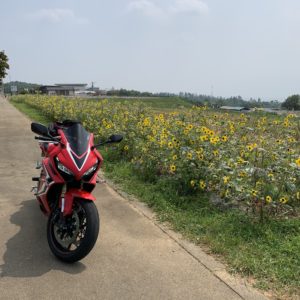 茅ヶ岳広域農道のハイジの村の前の花々with CBR650R