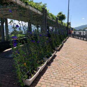 中央・双葉SAの避暑ポイント