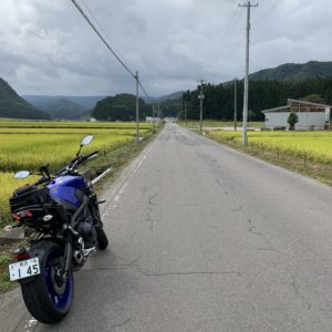 布引高原へ向かう黄金色の1・5車線にてwith MT-09