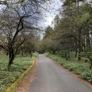 鉢伏高原スカイラインの林間コース